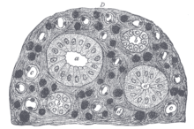 Fig.6) Cross-sectional histologic preparation showing (b)small connecting tubules with simple columnar epithelium and (a) large connecting tubules with simple cuboidal epithelium. Gray1133.png