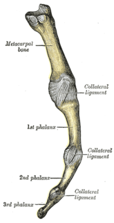 Fingerlederna med ligamenter. 
 Ulnar vy.