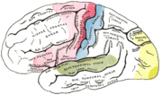 Vorschaubild für Visueller Cortex