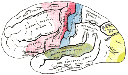 Areas of localization on lateral surface of hemisphere. Motor area in red. Area of general sensations in blue. Auditory area in green. Visual area in yellow.
