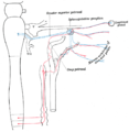 翼口蓋神経節と上頚神経節の接続の様子