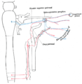 Sympathetic connections of the pterygopalatine and superior cervical ganglia.