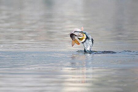 GreatCormorant