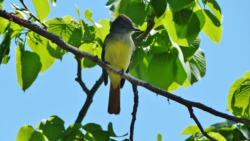 File:Great Crested Flycatcher (Myiarchus crinitus) (8843531705).jpg