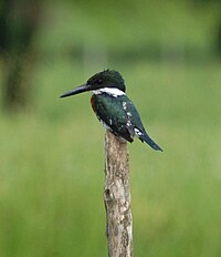 Green Kingfisher, Costa Rica.JPG