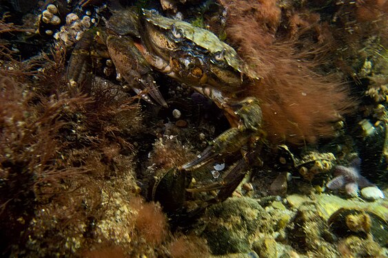 Green shore crab (Carcinus maenas) in the Baltic Sea