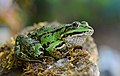 * Nomination Common water frog, France. --Clément Bardot 08:19, 10 March 2021 (UTC) * Promotion  Support Good quality. --Trougnouf 09:58, 10 March 2021 (UTC)