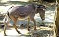 Grevy's zebra