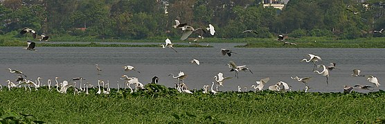 with Great Egrets (Casmerodius albus)