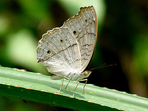 Junonia atlites (Grey Pansy), underside