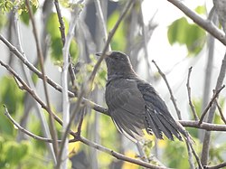 Grijsbuikkoekoek2 (Cacomantis passerinus) ചെറുകുയിൽ. Jpg