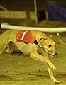 Greyhound racing Windgap Java 2002 Pall Mall.jpg