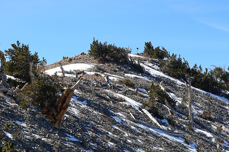 File:Griffith Peak summit 4.jpg