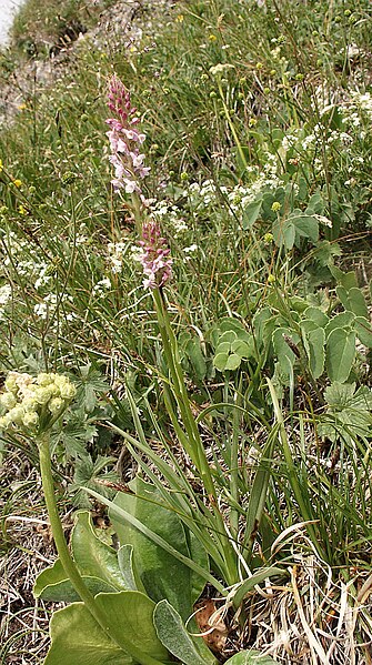 File:Gymnadenia odoratissima 090705a.jpg