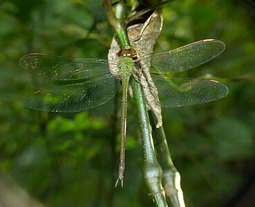 Gynacantha bayadera female