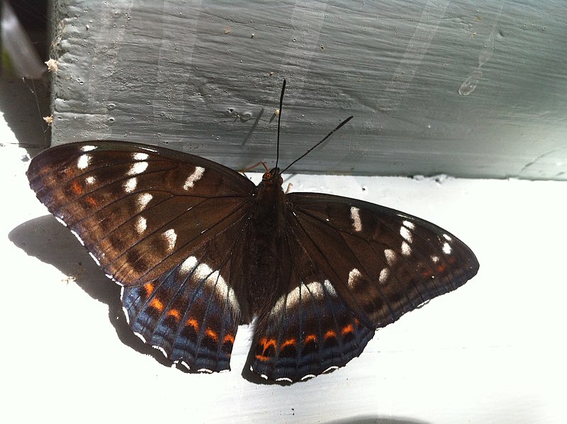 File:Haapaperhonen Limenitis populi Keuruu 2012.jpg