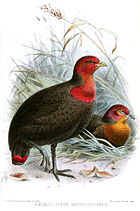 Painting of two black birds: a standing bird with a red face and chest, and a lying one with and orange face and chest