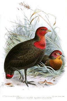 HaematortyxSanguinicepsKeulemans.jpg