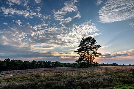 Nature reserve “Westruper Heide” at the beginning of flowering of the heath, Haltern am See, North Rhine-Westphalia, Germany