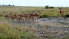 Mâle impala et son troupeau de femelles.