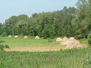 Hay meadows in the floodplain of the Volga-Akhtubinskaya.JPG