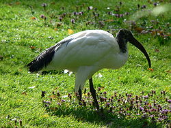 Heiliger Ibis 0508061.jpg