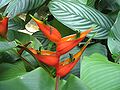 Heliconia stricta (Heliconiaceae)