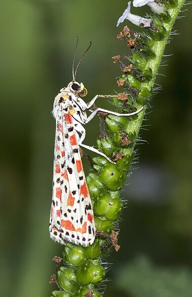 File:Heliotrope Moth (Utetheisa pulchelloides)-Pastels Of Nature.jpg