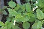 Miniatura para Heliotropium angiospermum