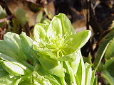 Helleborus lividus subsp. corsicus