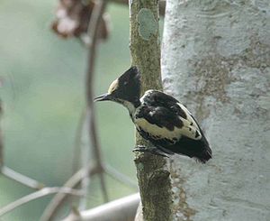 Round-tailed woodpecker (Hemicircus canente)