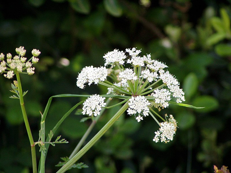 File:Heracleum sphondylium flower.jpg