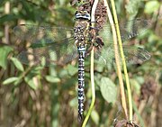 Migrant hawker dragonfly Herbst-Mosaikjungfer5.jpg