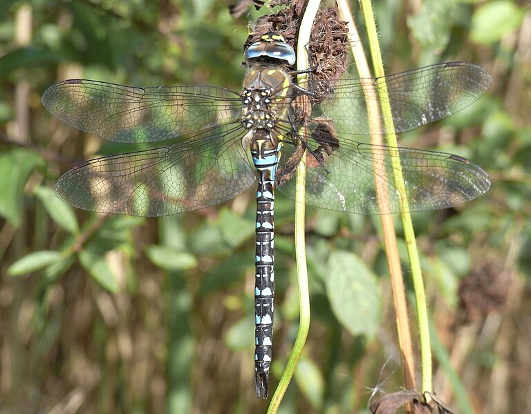 File:Herbst-Mosaikjungfer5.jpg