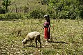 Herding woman