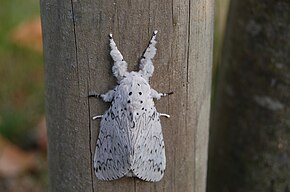 Descrierea imaginii Ermine (butterfly) .jpg.