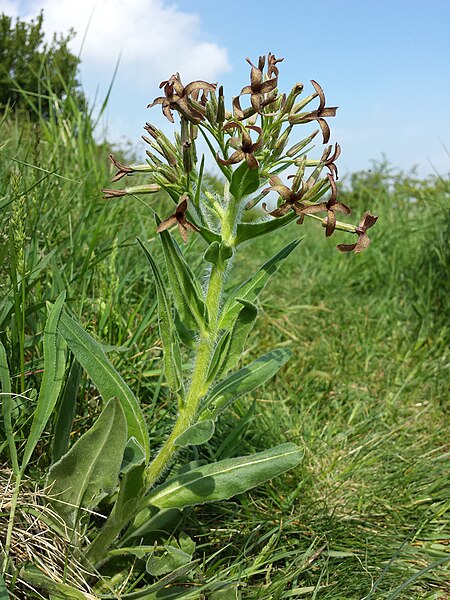 File:Hesperis tristis sl13.jpg