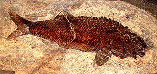 Heterolepidotus