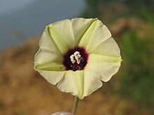 Hewittia malabarica - Malabar Bindweed di Kunnathurpadi 2018 (1).jpg