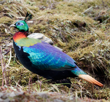 Himoloy Monal Voyaga etgan erkak Sharqiy Sikkim Sikkim India.png