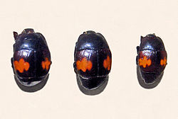 Histeridae - Saprinus ornatus.JPG