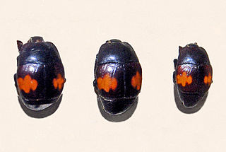 Saprinus ornatus Species of beetle