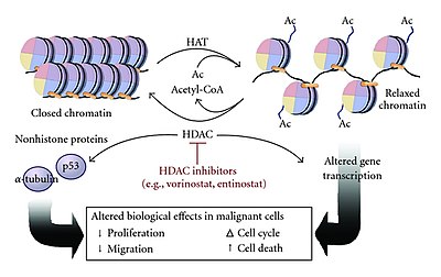 Histone Acetylation And Deacetylation - Wikipedia