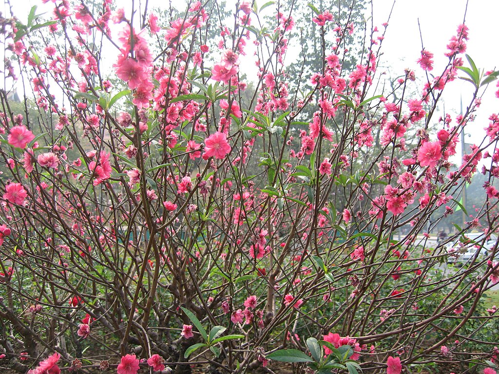 Hãy ngắm nhìn bức ảnh hoa đào đẹp nhất này trên Wikimedia Commons. Chúng tôi đã tìm thấy một bức ảnh hoa đào tuyệt đẹp và được chia sẻ miễn phí để bạn có thể sử dụng cho công việc hoặc tùy chọn trang trí nhà cửa của mình.