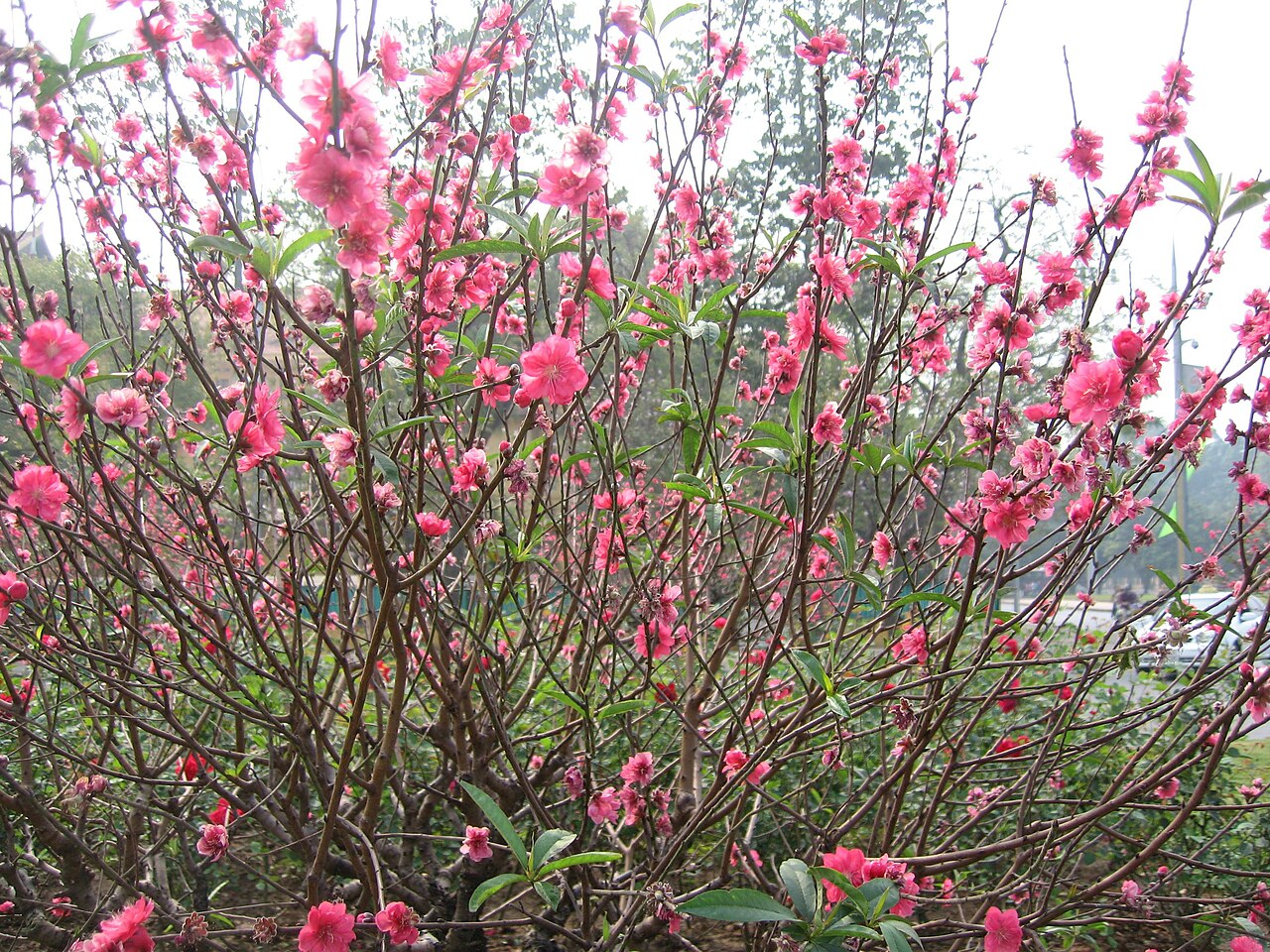 Hoa đào (Cherry blossom): Cùng nhau chiêm ngưỡng khung cảnh đẹp đến nao lòng của hoa đào. Với màu hồng tươi sáng, nó là biểu tượng của sự may mắn và niềm vui trong văn hóa Việt Nam. Hãy thưởng thức cảnh quan tuyệt đẹp này và để tinh thần của bạn được ánh sáng bởi cái đẹp của hoa đào.