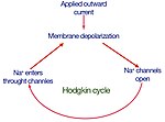 Miniatura para Ciclo de Hodgkin