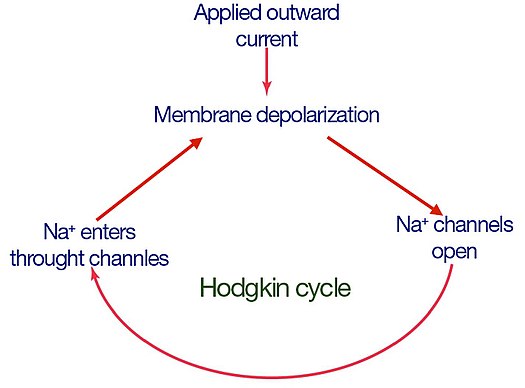 Hodgkin-Cycle.jpg