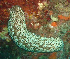 File:Holothuria sanctori (Mediterranean Sea (Aegean Sea)).jpg (Category:Holothuroidea)