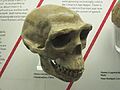 Homo erectus skull cast, World Museum Liverpool.JPG