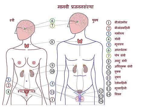 मानवी प्रजननसंस्था